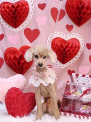 20240214ドルくん